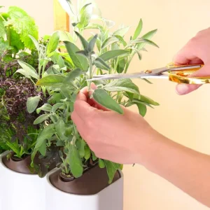 Prêt à pousser Pots & Jardinières>Jardin D'Interieur Lilo